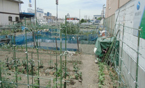 泉大津1号農園